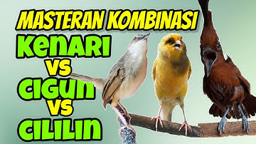 Masteran cililin vs cigun sambung kenari