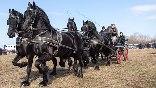 Târg cu cai de vanzare 2022 de la Zidurile, Dâmbovița