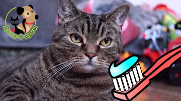 Нужно ли чистить зубы кошке?