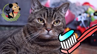 Нужно ли чистить зубы кошке?