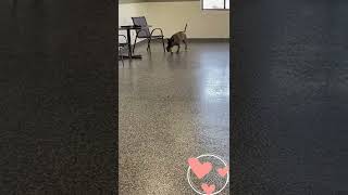 Meet Minnie A Terrier American Staffordshire Currently Available For Adoption 6142022 12010 Pm