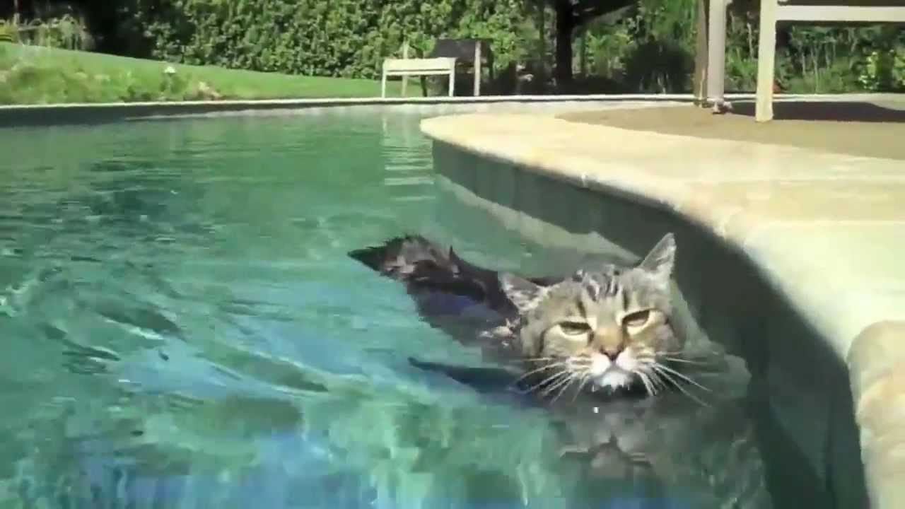 28 Top Pictures Can Cats Swim Underwater - Can Cats Swim?