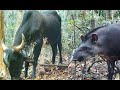Deu vacas, bezerros, antas, cutias e catetos na ceva - Wild animals of the Amazon - Brazil