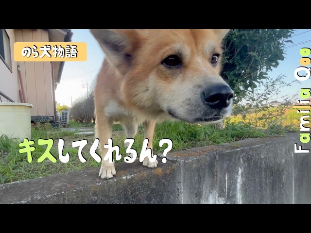 (うなぎイヌ)CHAINREACTION とK16２つ Will you kiss me? [Miniature Dachshund and the neighborhood stray