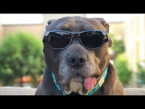 Video: Vyresnio amžiaus šunų paskutinė lapo aplinka agility kursas paliks jus su jausmų kibiu