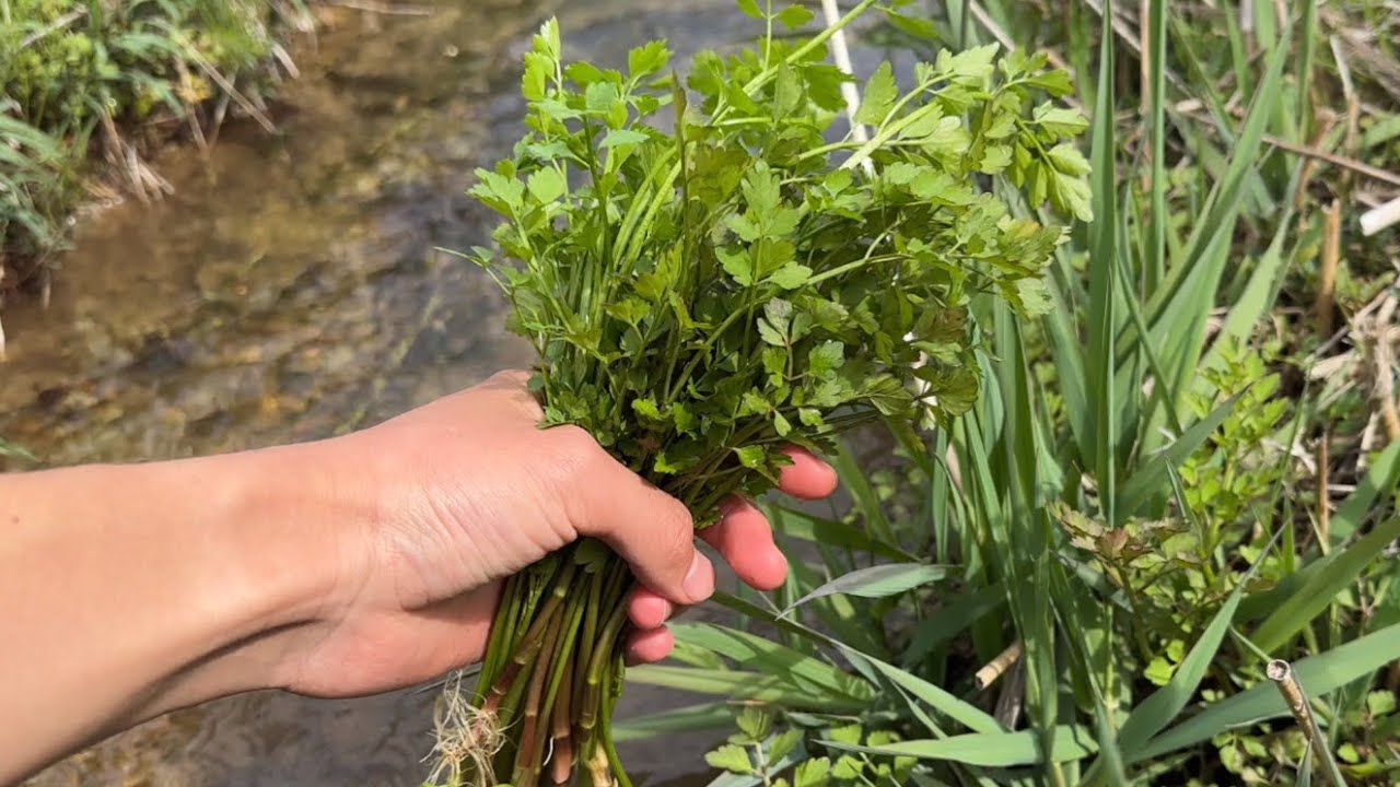 山菜採り　春の小川でセリとミントを採って調理