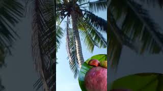 Download Lagu kalau tidak hari ini mungkin besok, lusa, minggu depan, bulan depan, tahun depan. berusaha dan berdoa MP3 Download Lagu kalau tidak hari ini mungkin besok, lusa, minggu depan, bulan depan, tahun depan. berusaha dan berdoa MP3