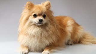 Do Pomeranians have a lot of energy? by Pomeranian USA 60 views 2 weeks ago 3 minutes, 39 seconds