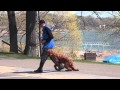 Sully (Goldendoodle) Boot Camp Dog Training Video Sully (Goldendoodle) Boot Camp Dog Training Video