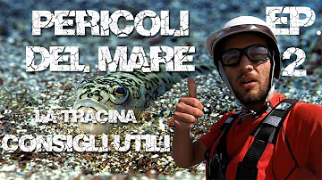 Quanto dura il dolore di una puntura della tracina?
