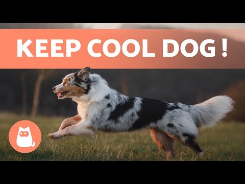 Vidéo: 5 façons de calmer votre chien hyperactif