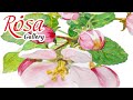 Rosa gallery botanical watercolor paints review