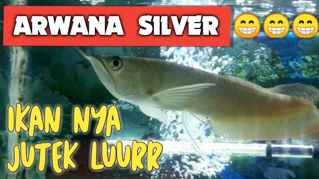 Ikan Arwana Silver