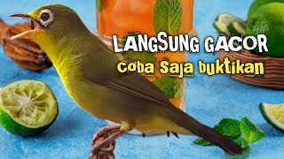 MASTERAN AMPUH KECIAL KUNING || ANTI PANAS DALAM SEKEJAP SAJA BIKIN JOSS GACOR
