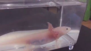 Axolotl Watching TV