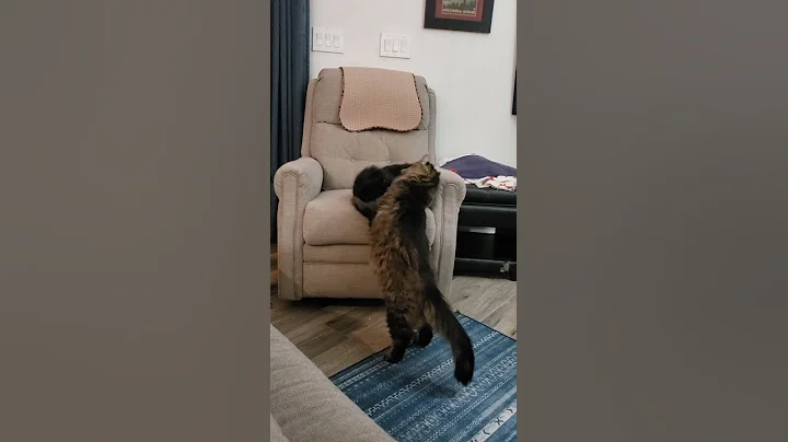 Ziggy the 3 legged cat