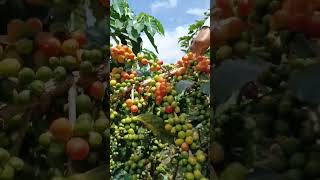 como hacer para q tu cafetal sea productivo y tengamos mejor producción en cosecha