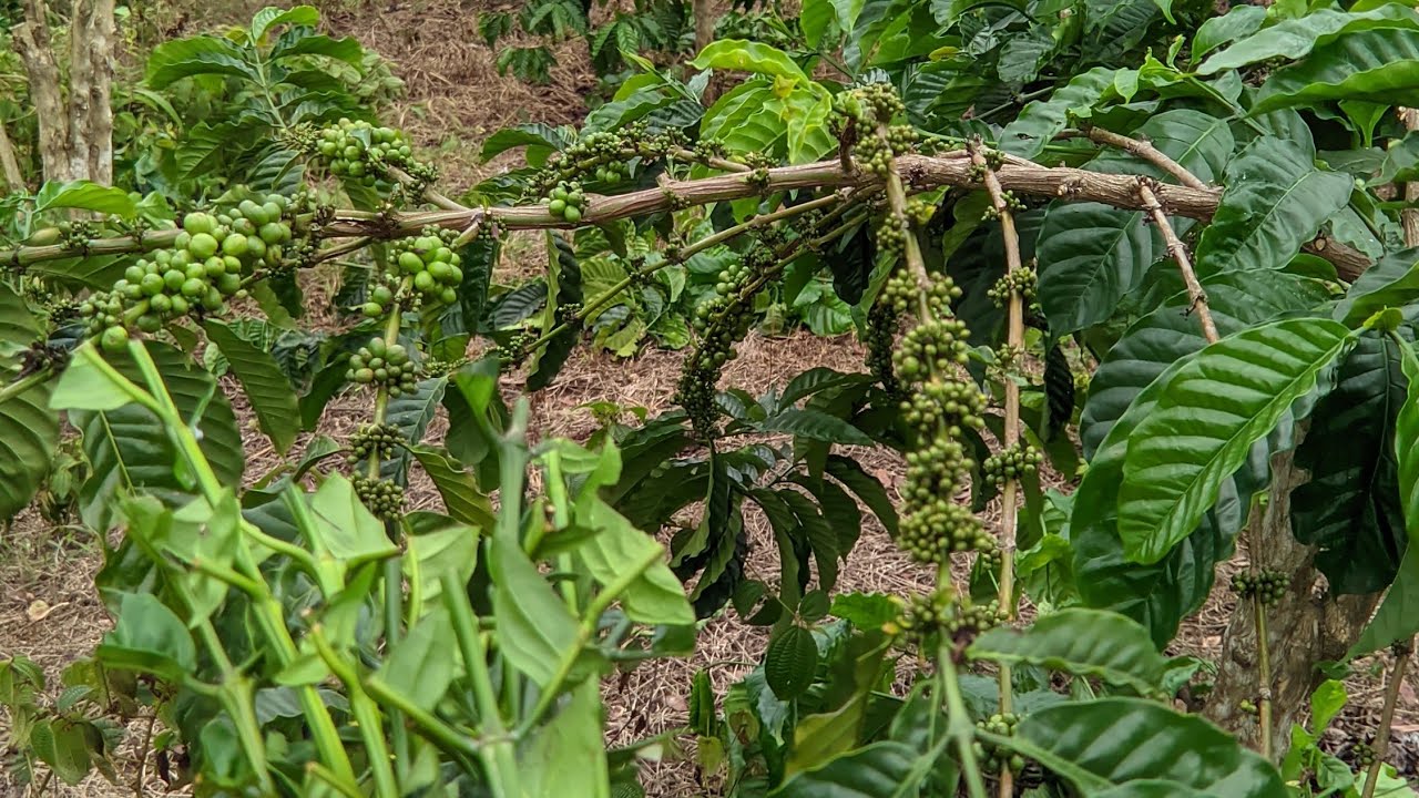 Sambungan kopi simpel || 99,9% hidup