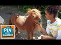 Falabella | Information für Kinder | Pia und die Haustiere