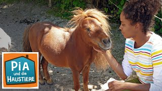 Falabella Information Für Kinder Pia Und Die Haustiere