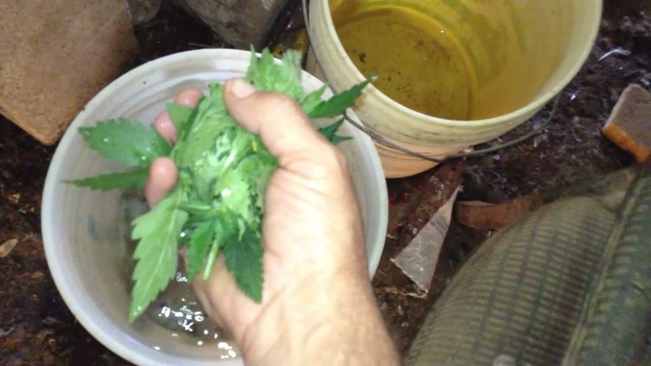 Strawberry Cookies autoflowers (F2). Selecting for femininized seeds. Under the Mars Hydro TS 600.