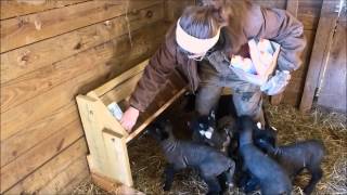 Bottle Feeding Rack for Lambs or Goats