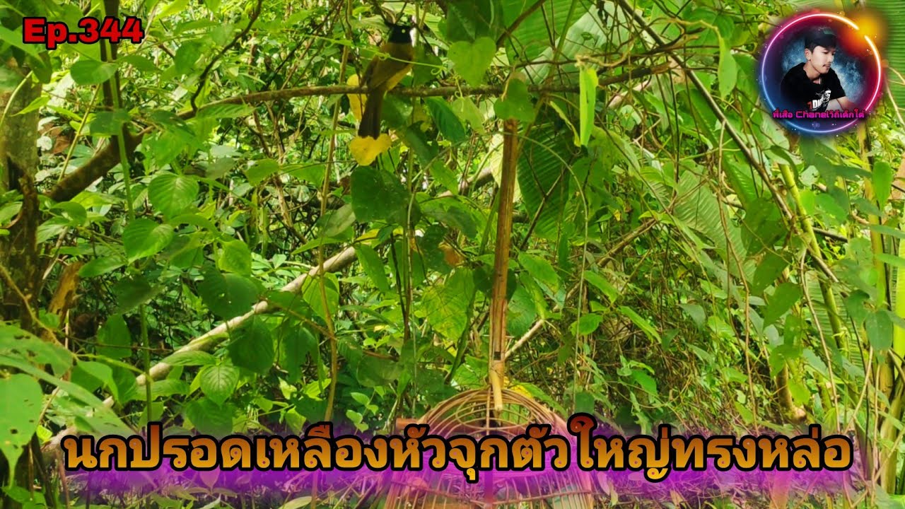 เสียงนกปรอดเหลืองหัวจุกEp.344 ต่อนกปรอดเหลืองหัวจุกนกป่าทรงหล่อ นกดอกแตงก็มา(Black crested Bulbul)