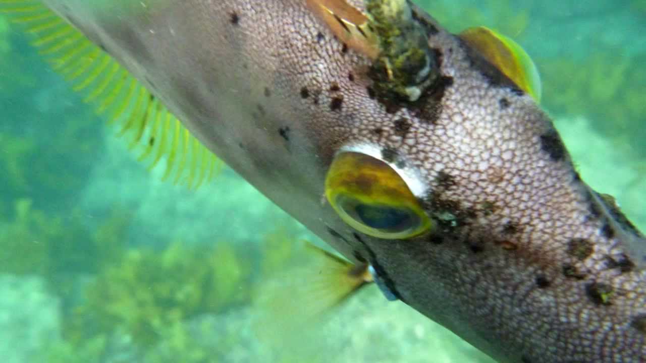 The Rock Adventure Cruise snorkeling in The Bay of Islands