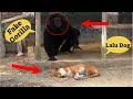 Fake Gorilla Vs Dog PRANK Video Can Not Stop Laugh MUST WATCH NEW PRANK VIDEO