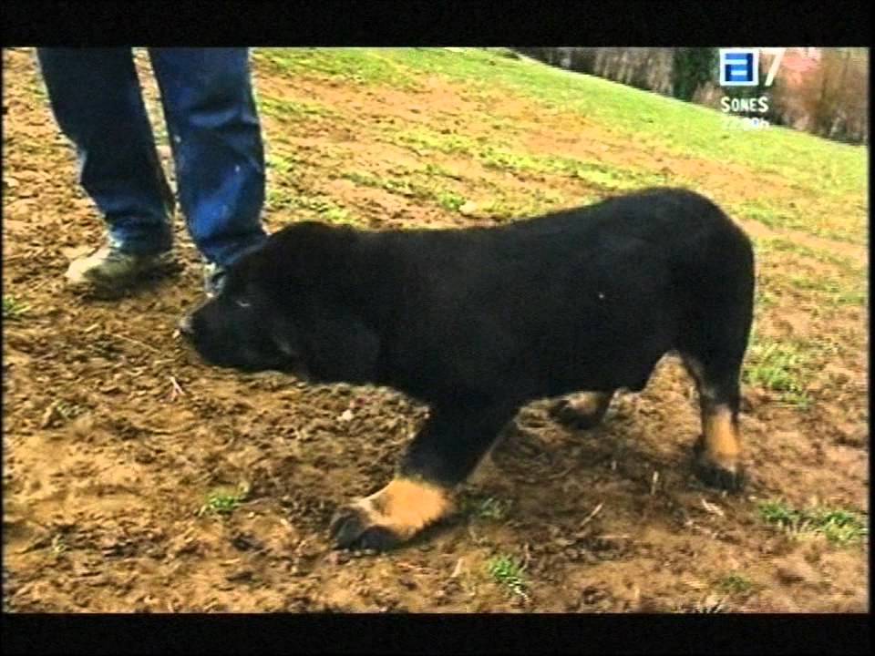 MASTINES PICU XIANA EN TELE ASTURIAS