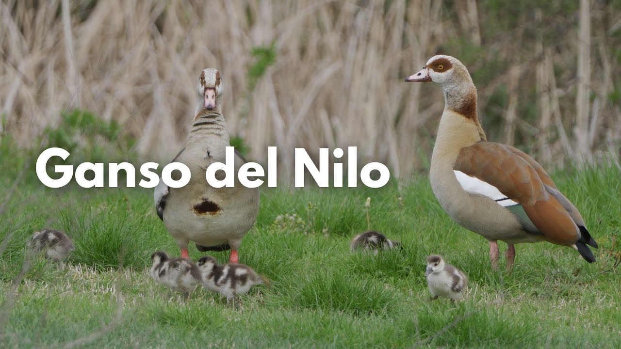 Exótica invasora: el Ganso del Nilo