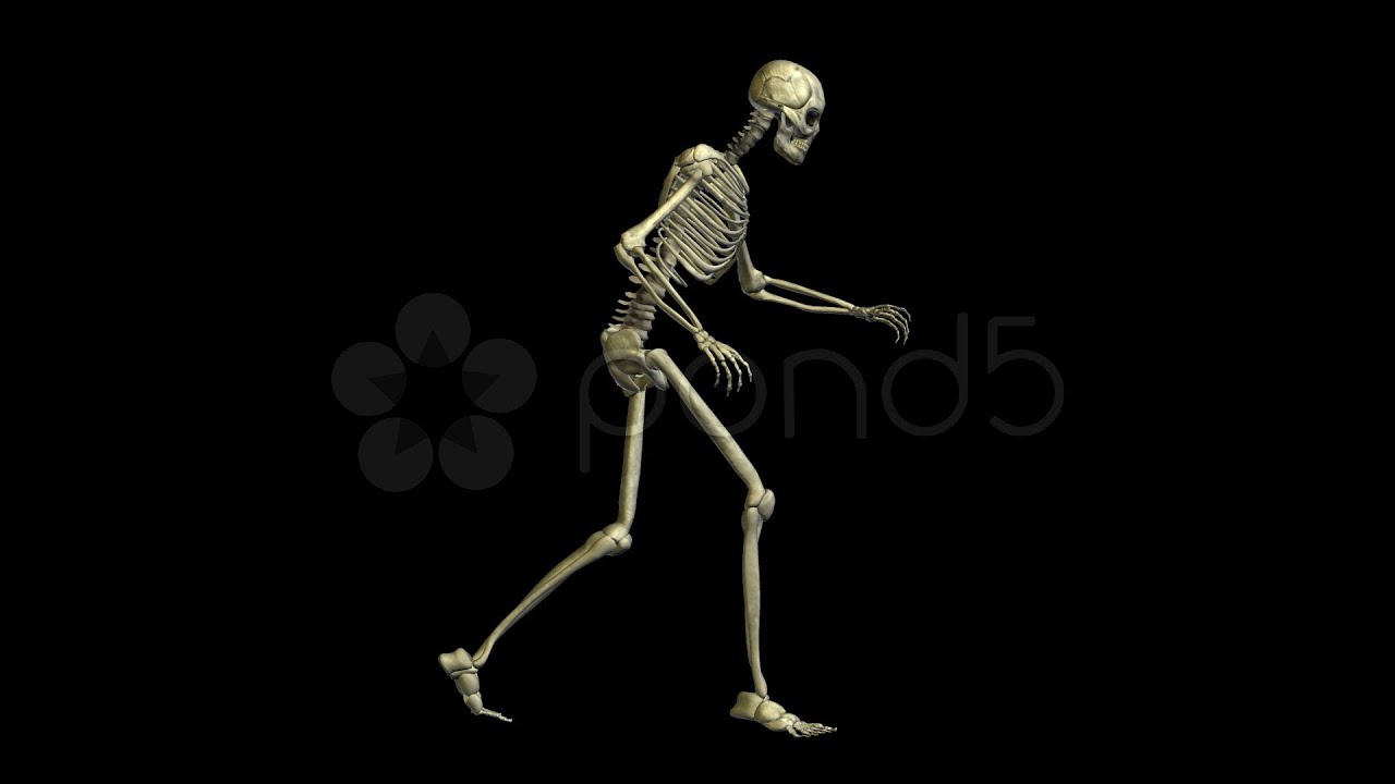 Db Skeleton Db Skeleton 03 Hd1080. Stock Footage - YouTube