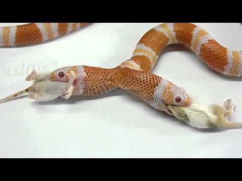 Ular Berkepala dua Memakan Tikus Barengan Ular Berkepala dua Memakan Tikus Barengan