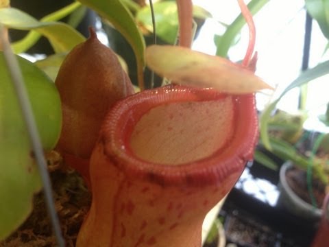 Highland Nepenthes: Dead pitcher removal and other tips for Carnivorous plants in the greenhouse.