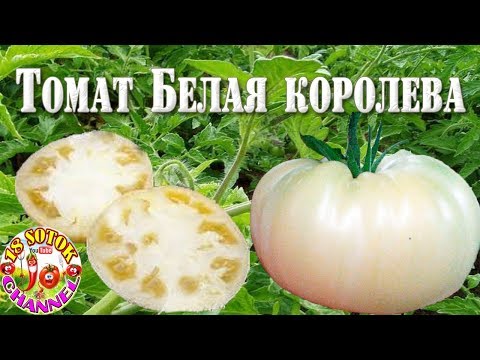 Томат Белая королева (White Queen)