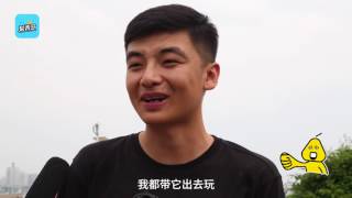 【梨视频拍客】吃穷交警的网红狗，终于找到主人了