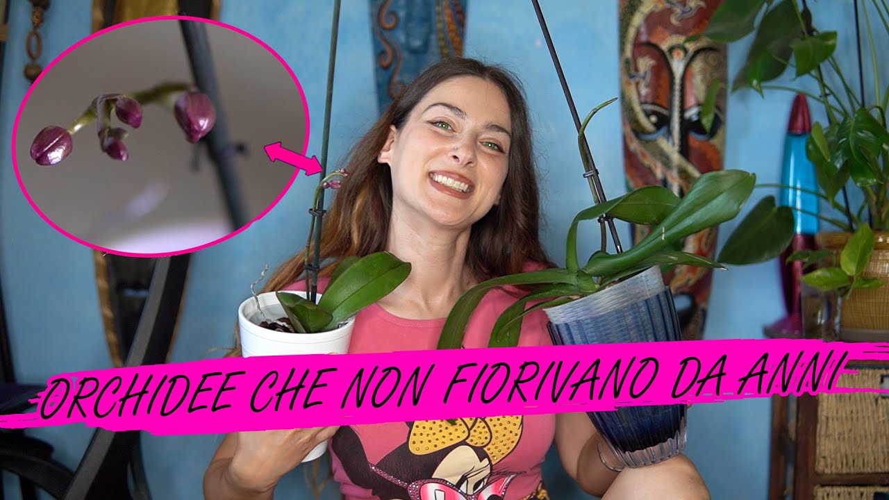 ORCHIDEA SFIORITA DA ANNI? falla rifiorire con L'ACQUA DI RISO 🌈 DevaNatura