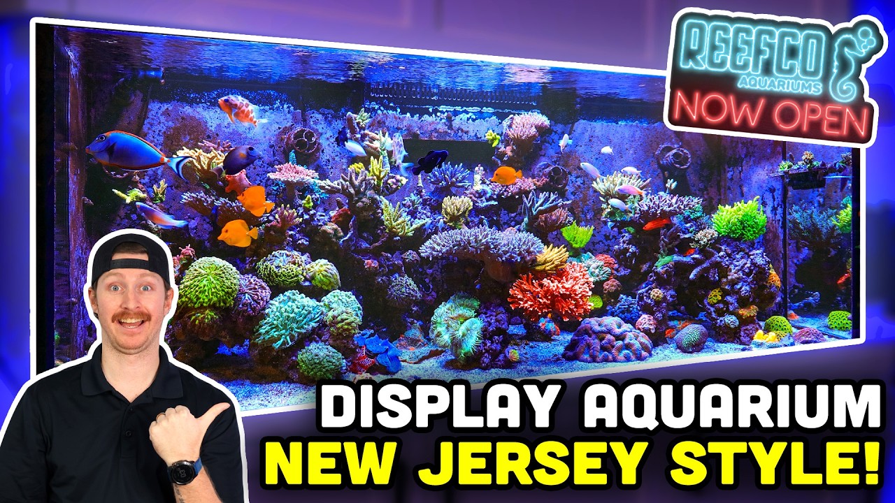 STUNNER Store Display Aquarium! Jersey's Saltwater Hobbyist Haven!