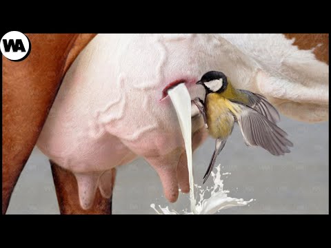 Видео: Спорим, ты не знал, что твой щенок может страдать от этого!