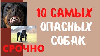 Эти Собаки Запрещены во Многих Странах Мира