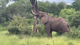 Elephant pushes down massive tree - incredible power!