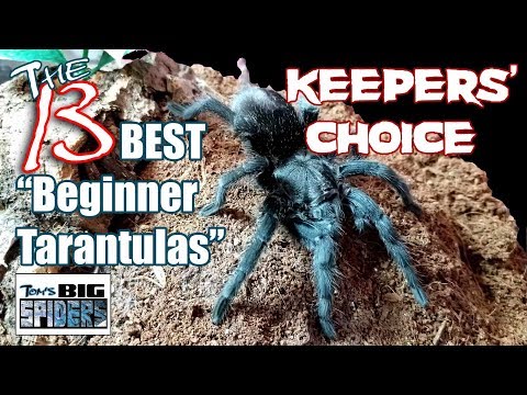 Video: Ako sa starať o Tarantula