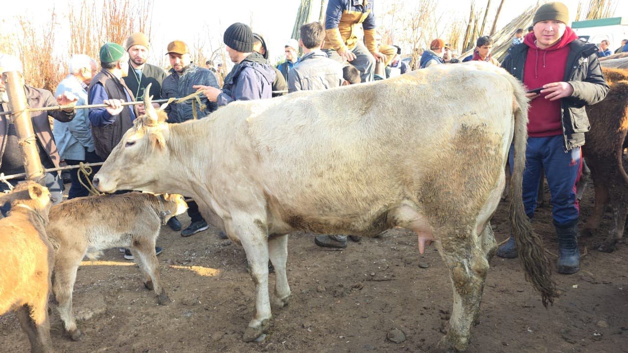 МОЛБОЗОРИ КУМСАНГИР КАМУНИЗММ НАРХУ НАВОИ МОЛҲОИ ФУРӮШИ МАРҲАМАТ ТАМОШОИ БАРҲАВО ДӮСТОН 