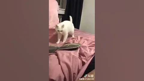 Video 4481341: persian american bobtail, american bobtail cat, cat peterbald chausie, japanese bobtail snowshoe cat, manee cat