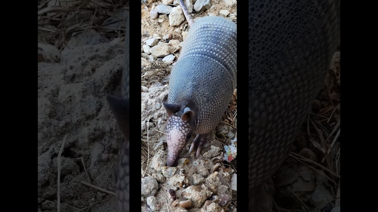 "Lonestar" The Texas Armadillo