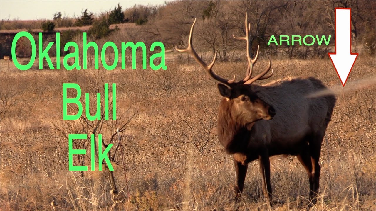 Oklahoma Elk Hunt YouTube