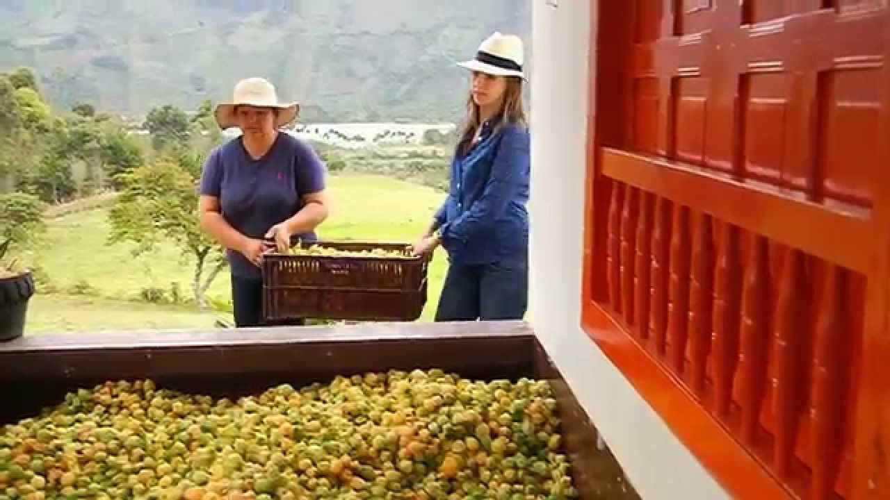 Transformando la uchuva en ideas de negocio. Escuela de campo (Capítulo completo)