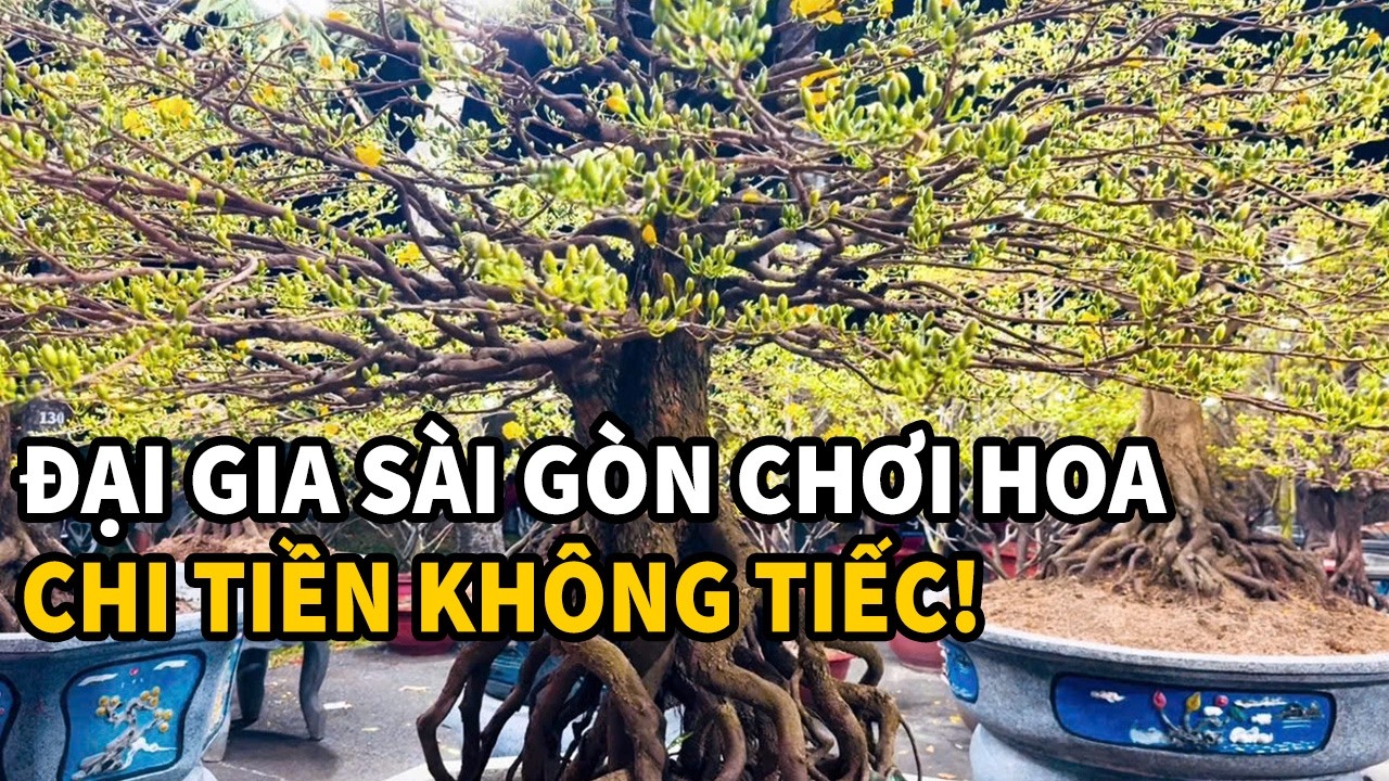 Choáng ngợp SIÊU PHẨM MAI, ĐÀO ở Chợ hoa Tết Công viên Gia Định, đại gia chốt đơn không tiếc tiền