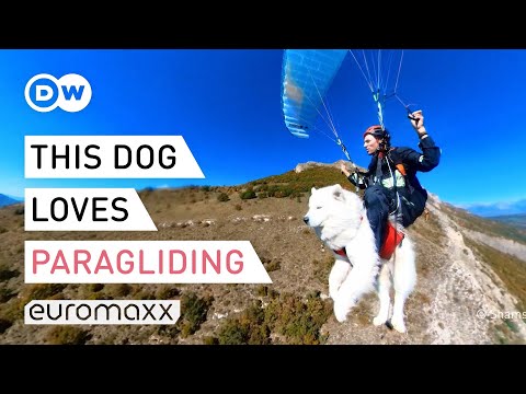 वीडियो: अपने कुत्ते के साथ उड़ान या पैराग्लाइडिंग के बारे में सब कुछ