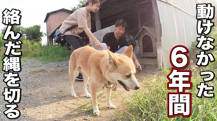 ６年間繋がれたまま独りで耐え続けた犬を迎えに行く
